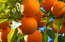 Taronges
