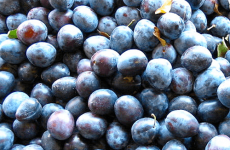 Prunes