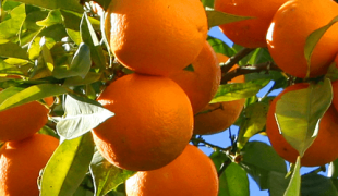 Taronges